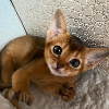 Additional photos: Abyssinian kittens