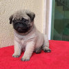 Photo №3. Stunning pug puppies,. United Kingdom