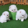 Photo №2 to announcement № 87839 for the sale of pomeranian - buy in Israel 