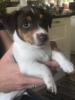 Photo №1. jack russell terrier - for sale in the city of Helsinki | 370$ | Announcement № 65404