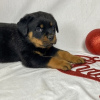 Photo №2 to announcement № 127090 for the sale of rottweiler - buy in Germany private announcement