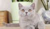 Photo №1. british shorthair - for sale in the city of Криводановка | 391$ | Announcement № 115055