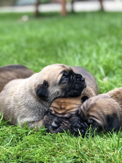 Additional photos: Selling puppies Cane Corso first litter