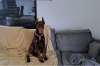 Photo №1. dobermann - for sale in the city of Smederevo | negotiated | Announcement № 84256