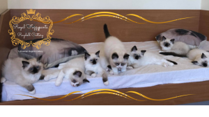 Photo №2 to announcement № 2581 for the sale of ragdoll - buy in Lithuania breeder