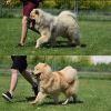 Additional photos: Eurasier puppies