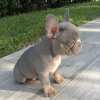 Photo №1. french bulldog - for sale in the city of Chemnitz | 370$ | Announcement № 108097
