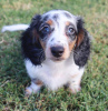 Photo №4. I will sell dachshund in the city of Berlin. breeder - price - 400$