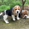 Additional photos: beagle puppies looking