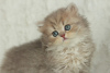 Photo №3. Kitten for sale. Ukraine