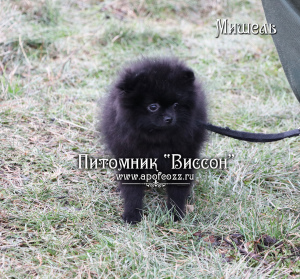 Additional photos: Beautiful puppy of a pomeranian spitz. Black girl