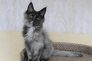 Photo №4. I will sell maine coon in the city of Lodeynoye Pole. from nursery - price - negotiated