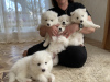Photo №4. I will sell samoyed dog in the city of Odessa. private announcement, breeder - price - 528$