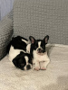 Photo №3. Puppy french bulldog boy. Russian Federation