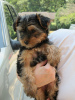 Photo №2 to announcement № 117510 for the sale of yorkshire terrier - buy in Italy private announcement