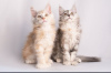 Photo №4. I will sell maine coon in the city of Казахстан. from nursery - price - 450$