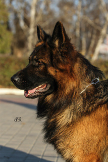 Additional photos: purebred puppy of a German shepherd