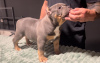 Additional photos: American Bully Pocket puppies