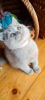 Photo №2 to announcement № 123674 for the sale of british shorthair - buy in Germany private announcement