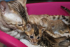 Photo №1. bengal cat - for sale in the city of IJmuiden | 317$ | Announcement № 111095