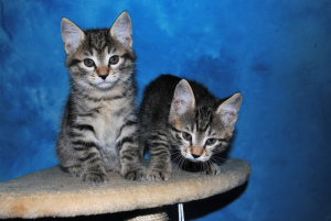 Photo №3. Available to reserve Kurilian Bobtail kittens. Ukraine
