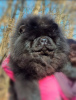 Photo №4. I will sell chow chow in the city of Belgrade. breeder - price - negotiated