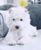 Additional photos: Kennel offers west highland white terrier puppies