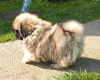 Photo №1. pekingese - for sale in the city of Zrenjanin | negotiated | Announcement № 72911