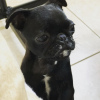 Photo №2 to announcement № 89092 for the sale of pug - buy in Switzerland private announcement