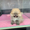 Photo №1. pomeranian - for sale in the city of Berlin | Is free | Announcement № 125328