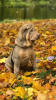 Photo №2 to announcement № 13374 for the sale of shar pei - buy in Russian Federation private announcement