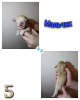 Photo №1. english cocker spaniel - for sale in the city of Lyubertsy | 270$ | Announcement № 14093