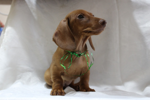 Photo №4. I will sell dachshund in the city of Aktau. from nursery - price - Negotiated