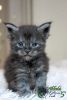 Photo №4. I will sell maine coon in the city of St. Petersburg. private announcement, from nursery, breeder - price - 530$