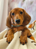 Photo №4. I will sell dachshund in the city of Tver. from nursery - price - 500$