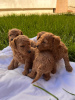 Photo №1. poodle (toy) - for sale in the city of Zrenjanin | 528$ | Announcement № 102483