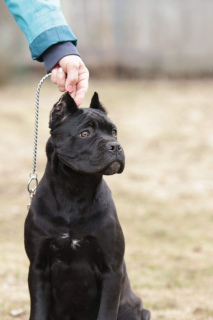 Photo №4. I will sell cane corso in the city of St. Petersburg. from nursery - price - 805$