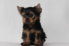 Photo №2 to announcement № 11271 for the sale of yorkshire terrier - buy in Belarus breeder