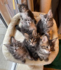 Photo №1. maine coon - for sale in the city of Brussels | 402$ | Announcement № 96325