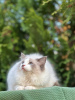 Photo №2 to announcement № 65082 for the sale of persian cat - buy in Greece private announcement