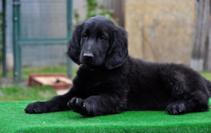 Photo №2 to announcement № 2928 for the sale of flat-coated retriever - buy in Russian Federation from nursery, breeder