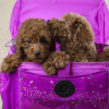 Photo №1. poodle (toy) - for sale in the city of Balashikha | 2285$ | Announcement № 9396