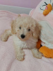 Photo №1. poodle (toy) - for sale in the city of Ruma | negotiated | Announcement № 71528