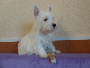 Photo №2 to announcement № 6129 for the sale of west highland white terrier - buy in Russian Federation from nursery, breeder
