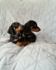 Photo №1. dachshund - for sale in the city of Flagstaff | negotiated | Announcement № 51102