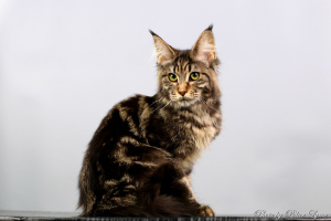Photo №2 to announcement № 5244 for the sale of maine coon - buy in Russian Federation breeder