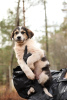 Photo №2 to announcement № 103580 for the sale of non-pedigree dogs - buy in Russian Federation private announcement