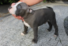 Additional photos: American Bully Pocket ABKC GrChampions