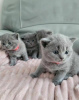 Photo №1. british shorthair - for sale in the city of Helsingby | 317$ | Announcement № 72816