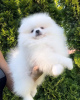 Photo №1. pomeranian - for sale in the city of Bielefeld | 280$ | Announcement № 119133